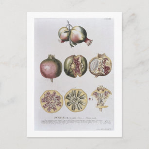 Cartão Postal Pomegranato, gravado por Johann Jakob Haid (1704-6