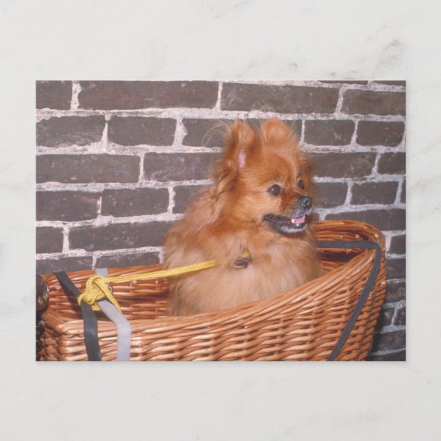 Cartão Postal Pomerânia (Frente)