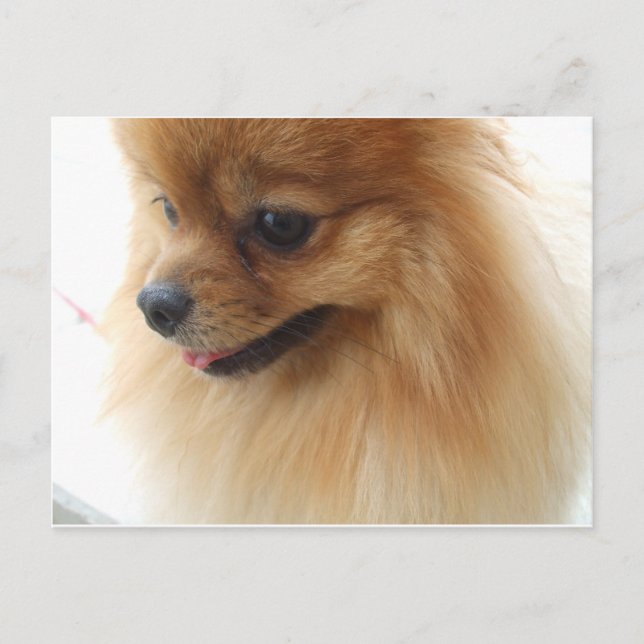 Cartão Postal Pomerânia Lover (Frente)
