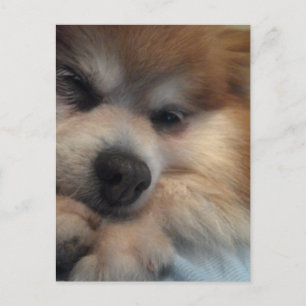 CARTÃO POSTAL Pomeraniano Cute