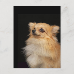 Cartão Postal Pomeraniano olhando para cima em preto