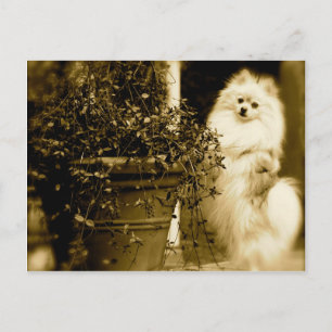 Cartão Postal Pomerano Cute