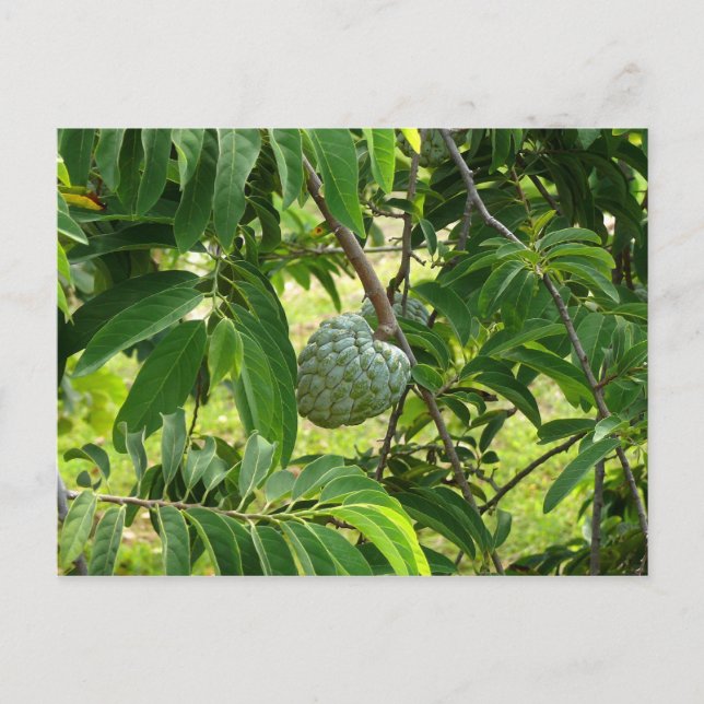 Cartão Postal Pomme Cannelle - Martinica, FWI (Frente)