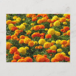 Cartão Postal Pompom Chrysanthemums, Roath Park, Cardiff, Wales.