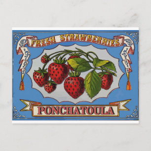 Cartão Postal Ponchatoula, LA Strawberry
