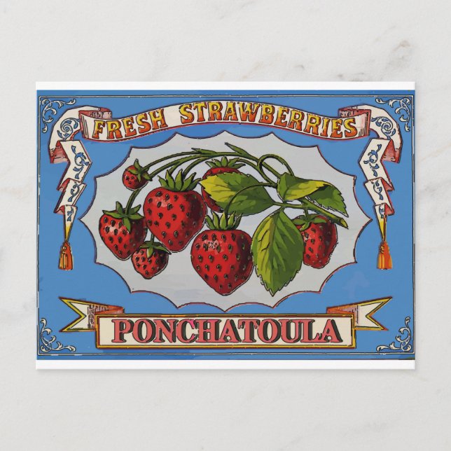 Cartão Postal Ponchatoula, LA Strawberry (Frente)