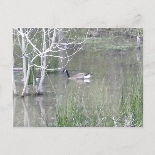 Cartão Postal Pond Goose (Frente)