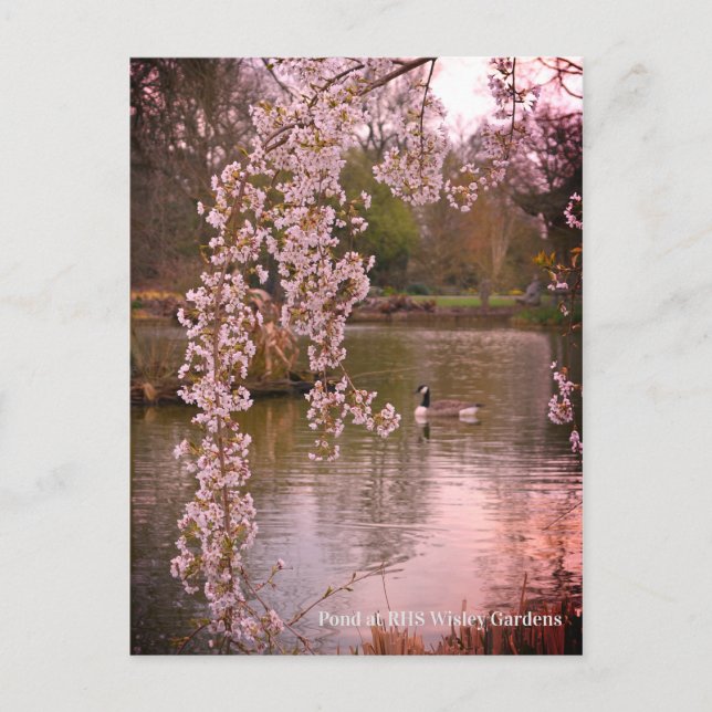 Cartão Postal Pond na RHS Wisley, Inglaterra (Frente)