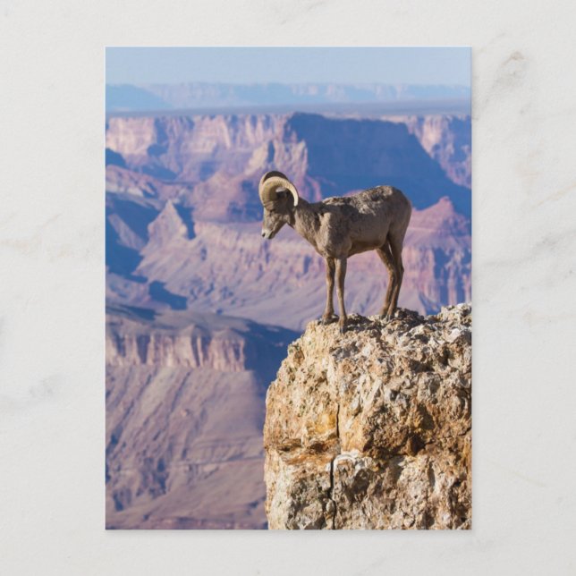 Cartão Postal Pondering o abismo (Frente)