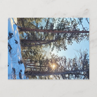 Cartão postal Ponderosa Shine Colorado