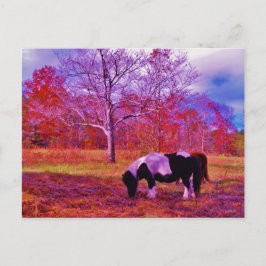 Cartão Postal PÔNEI EM UM CAMPO colorido de ARCO-ÍRIS