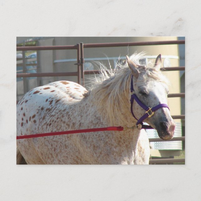Cartão Postal Pônei Malhado (Frente)