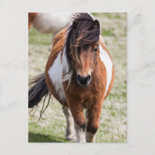 Cartão Postal Pônei Shetland, Ilhas Shetland