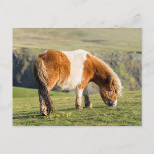 Cartão Postal Pônei Shetland no Pasto Perto de Falésias Altos