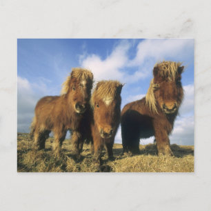 Cartão Postal Pônei Shetland, parte continental das Ilhas Shetla