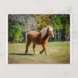 Cartão Postal Pôneo Shetland bonito