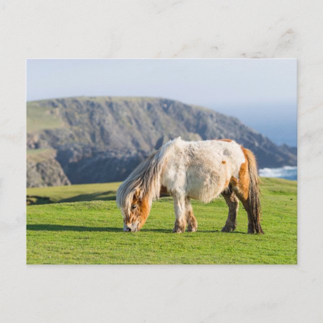 Cartão Postal Pôneo Shetland na Pastura perto de saltos altos (Frente)