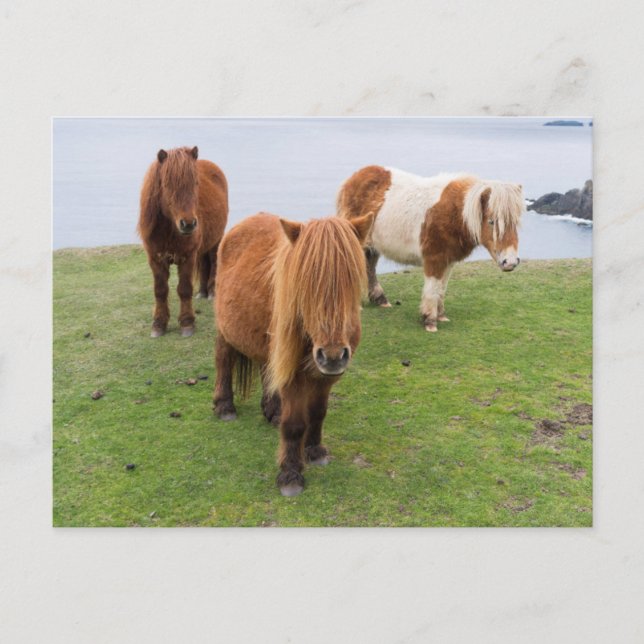 Cartão Postal Pôneo Shetland na Pastura perto de saltos altos (Frente)
