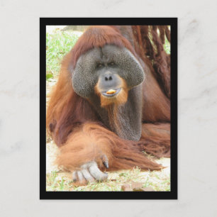 Cartão postal Pongo Orangutan Ape