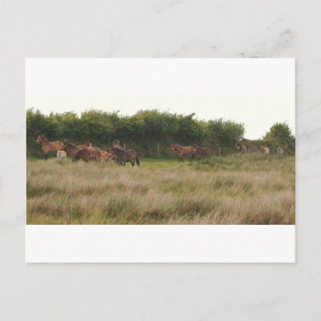 Cartão Postal ponies.jpg (Frente)