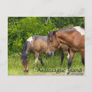 Cartão Postal Pontas selvagens na Ilha de Assateauge