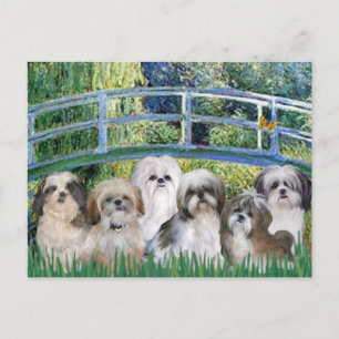 Cartão Postal Ponte - 6 Shih tzus
