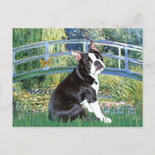 Cartão Postal Ponte - Boston Terrier #4