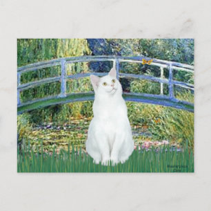 Cartão Postal Ponte - Gato branco de cabelo curto