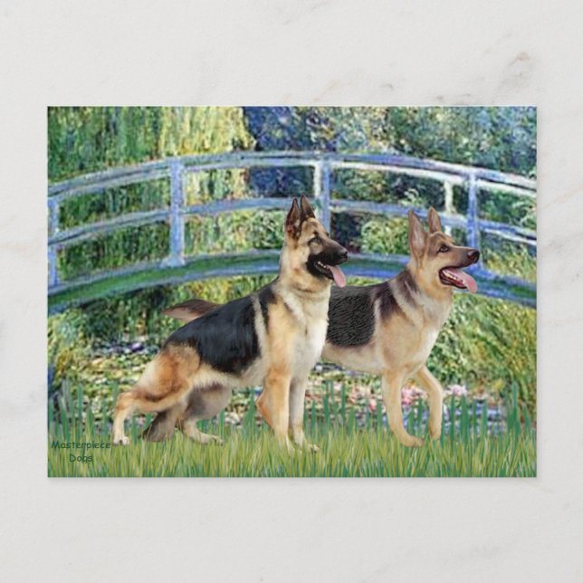 Cartão Postal Ponte Lily Pond - Dois German shepherd (Frente)