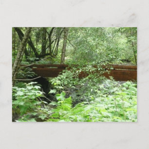 Cartão Postal Ponte Muir Woods I