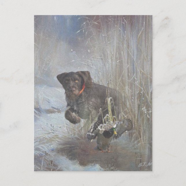 Cartão Postal Ponteiro alemão Wirehaired (Frente)
