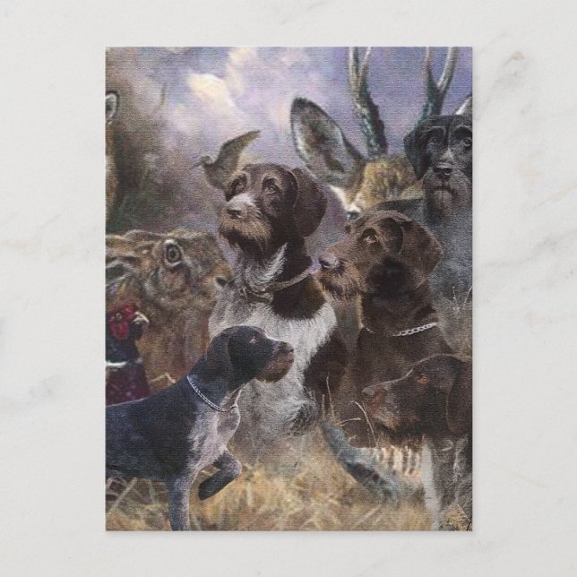 Cartão Postal Ponteiro alemão Wirehaired (Frente)