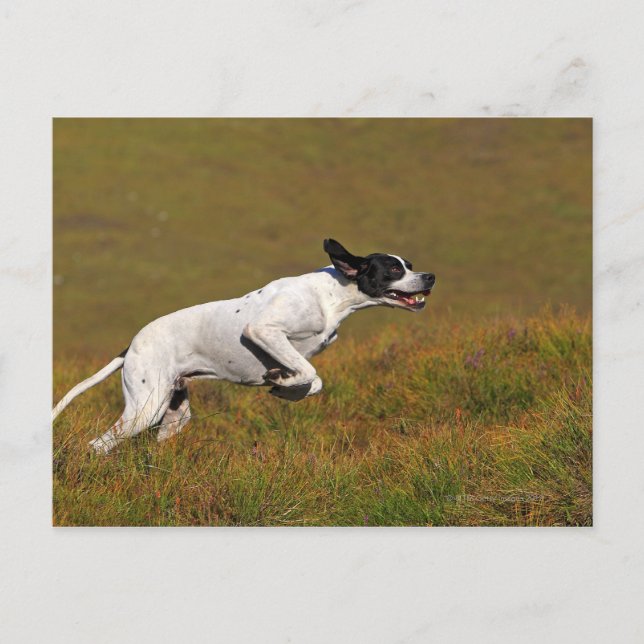 Cartão Postal Ponteiro. Canis lupus familiaris (Frente)