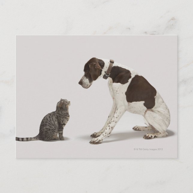 Cartão Postal Ponteiro olhando para o gato (Frente)