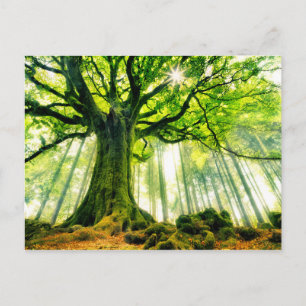 Cartão Postal Ponthus' Beech