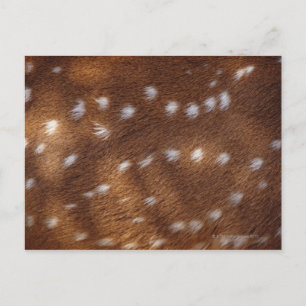 Cartão Postal Pontos num animal