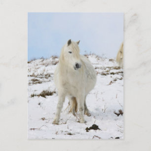 Cartão Postal Pony