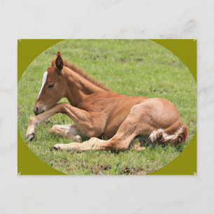Cartão postal Pony