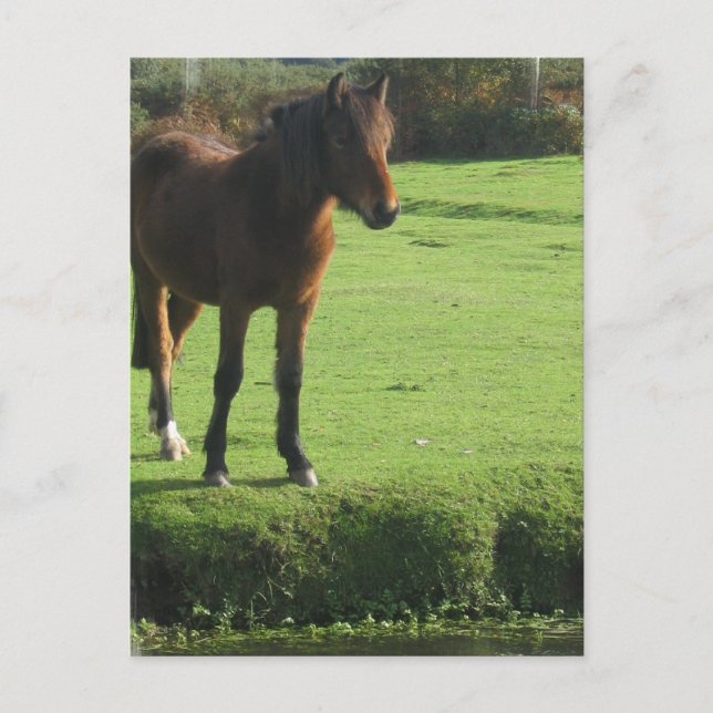 Cartão postal Pony (Frente)