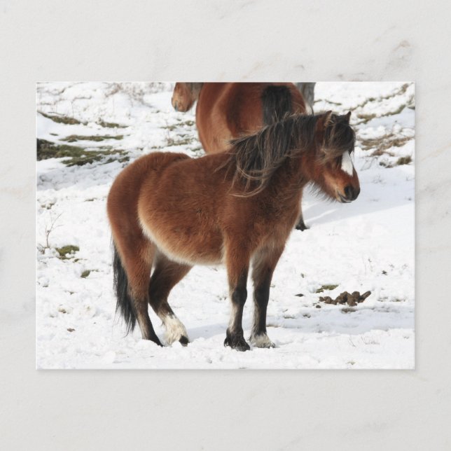 Cartão Postal Pony (Frente)