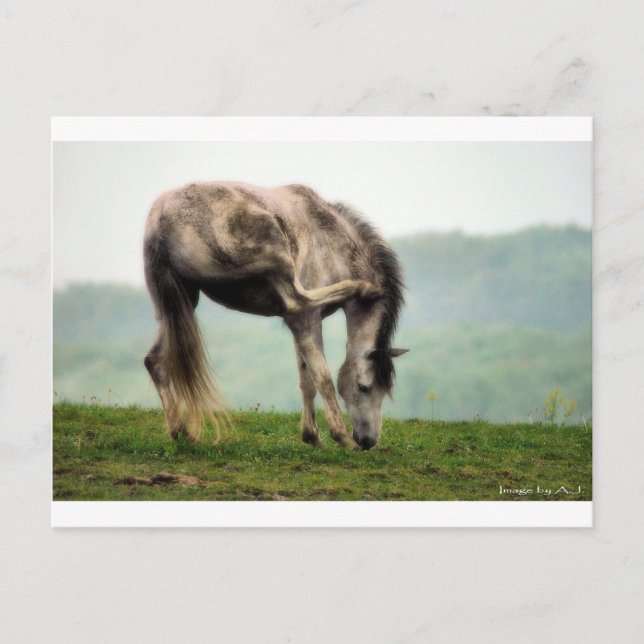Cartão Postal Pony (Frente)