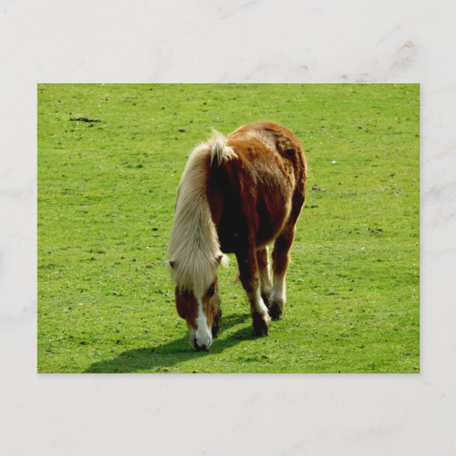 Cartão Postal Pony Grazing in Field (Frente)
