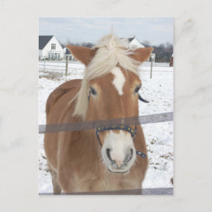 Cartão Postal Pony no inverno