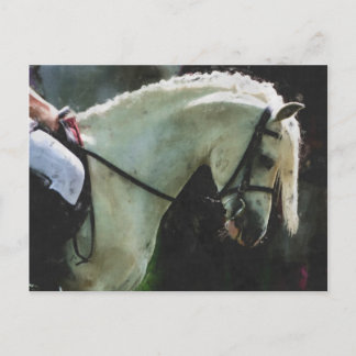 Cartão Postal Pony no show