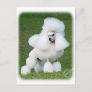 Cartão Postal Poodle