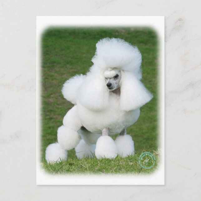 Cartão Postal Poodle (Frente)
