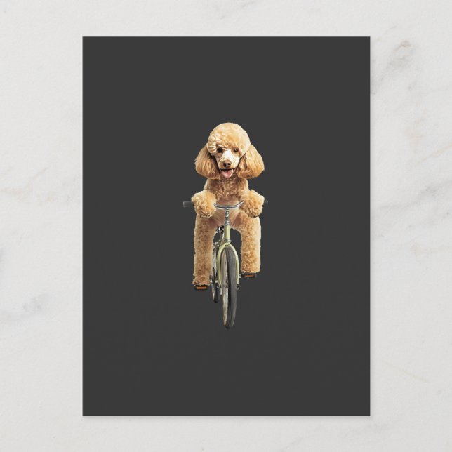 Cartão Postal Poodle  (Frente)