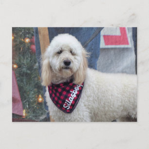 Cartão Postal Poodle