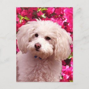 Cartão Postal Poodle Bonito