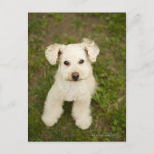 Cartão Postal Poodle (branco)